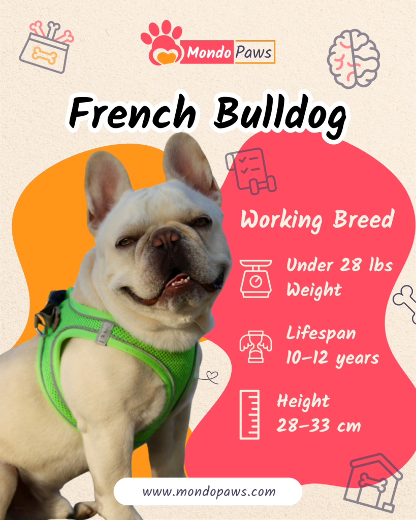 French Bulldog Infographics