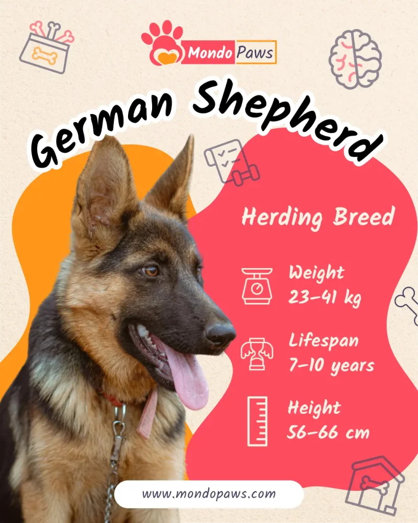 German Shepherd Bio Infographics