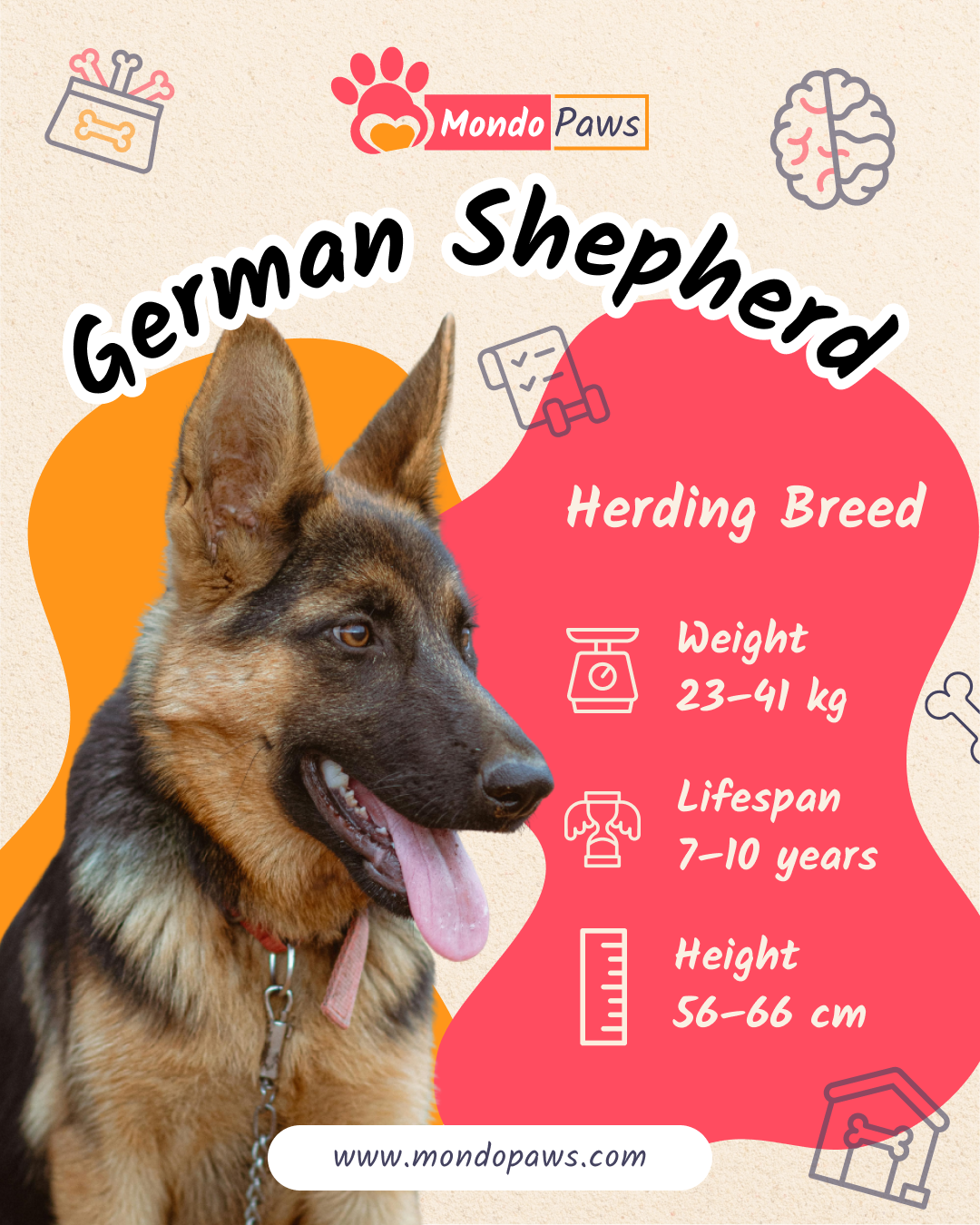 German Shepherd Infographics