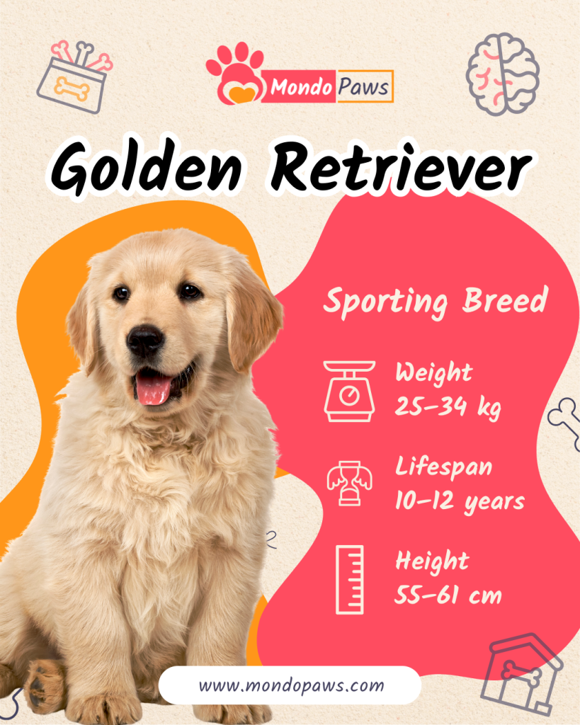 Golden Retriever Infographics