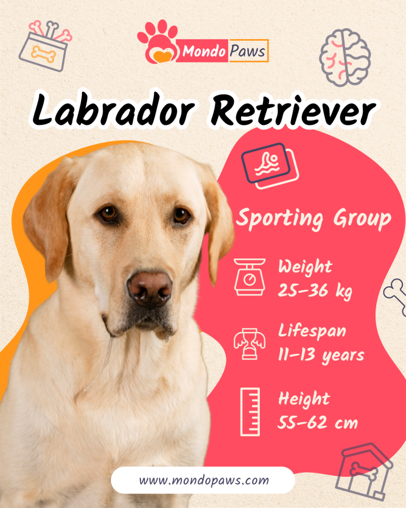 Labrador Retriever Infographics