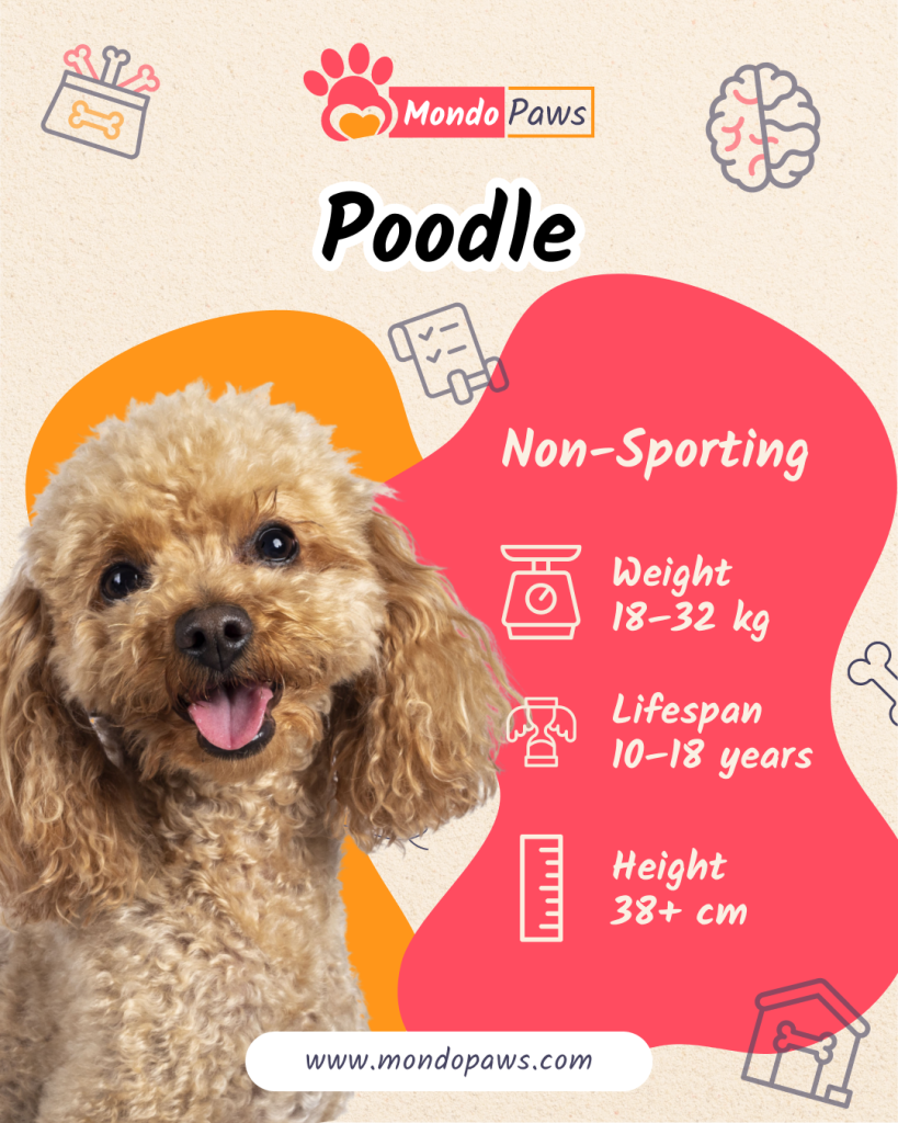 Poodle Infographics