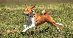 Basenji