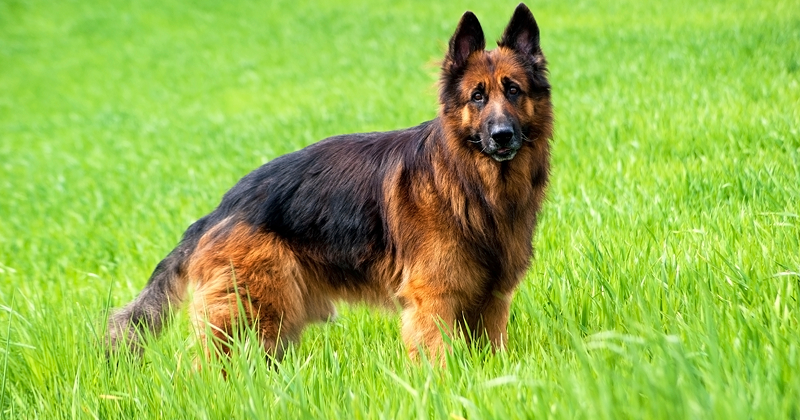 German Shepherd