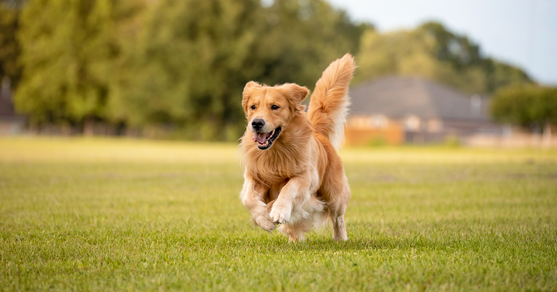 Golden Retriever