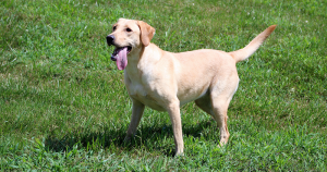 Labrador Retriever