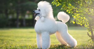 Poodle
