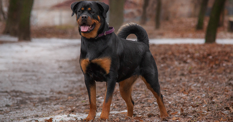 Rottweiler