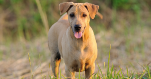 Thai Ridgeback