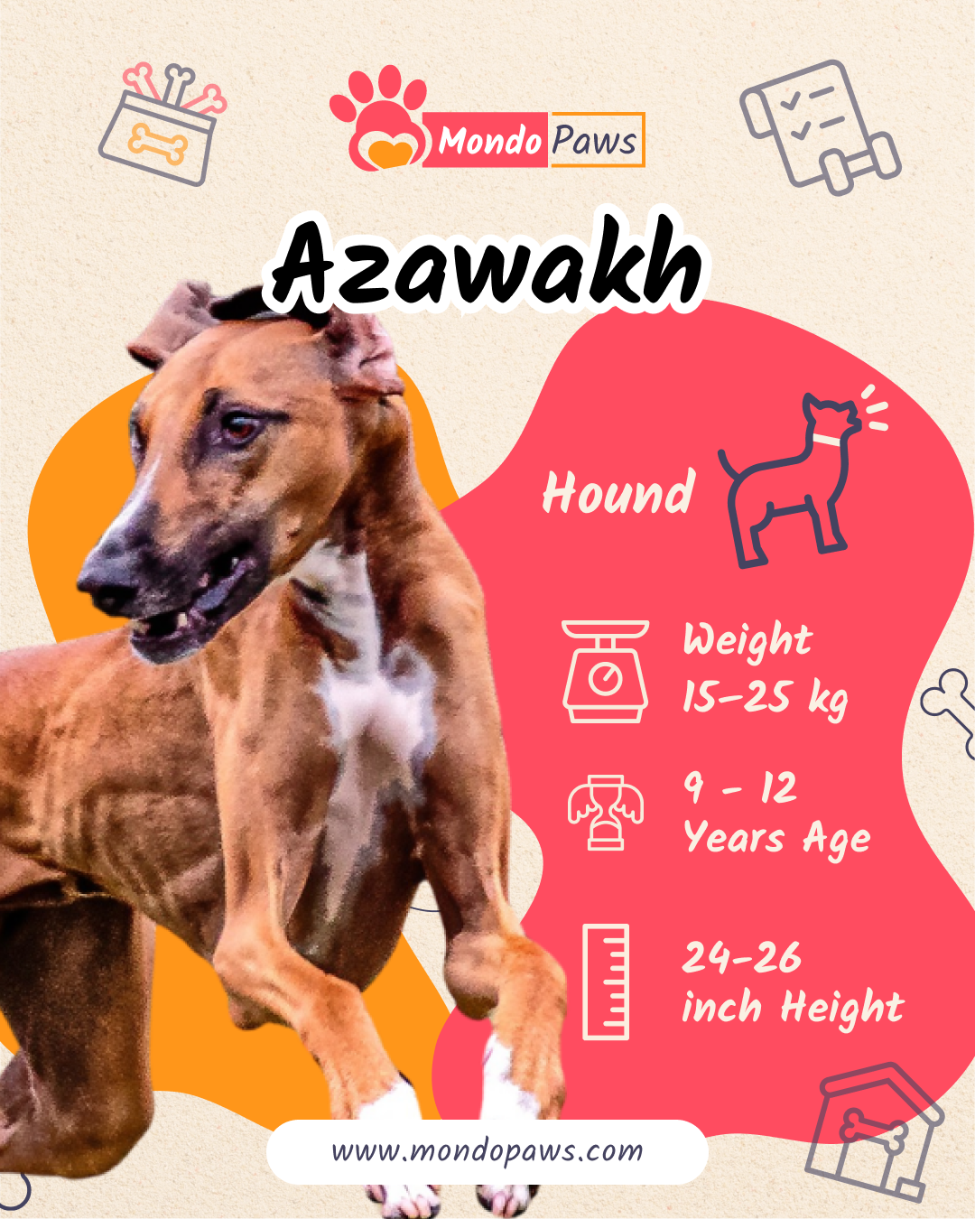 Azawakh Dog Breed Bio Infographics