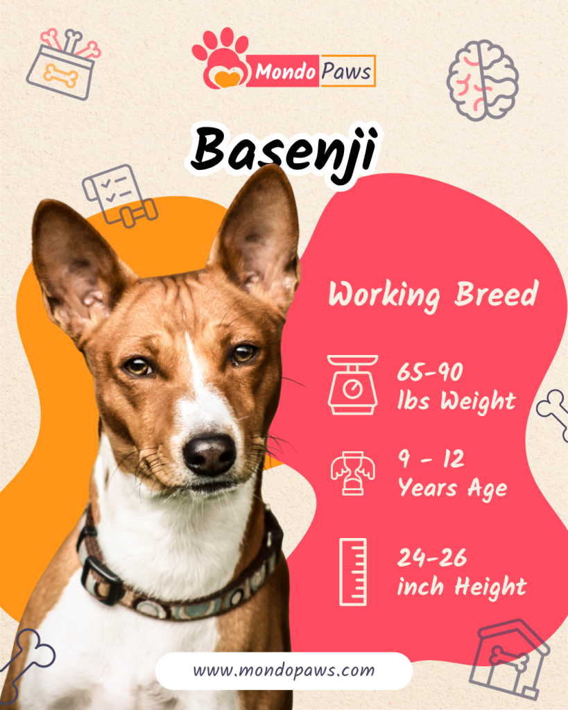 Basenji Infographics
