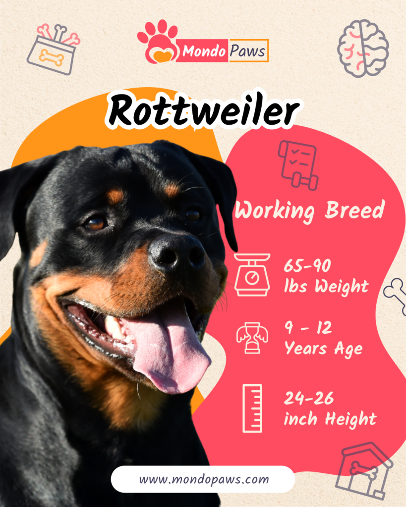 Rottweiler Infographics