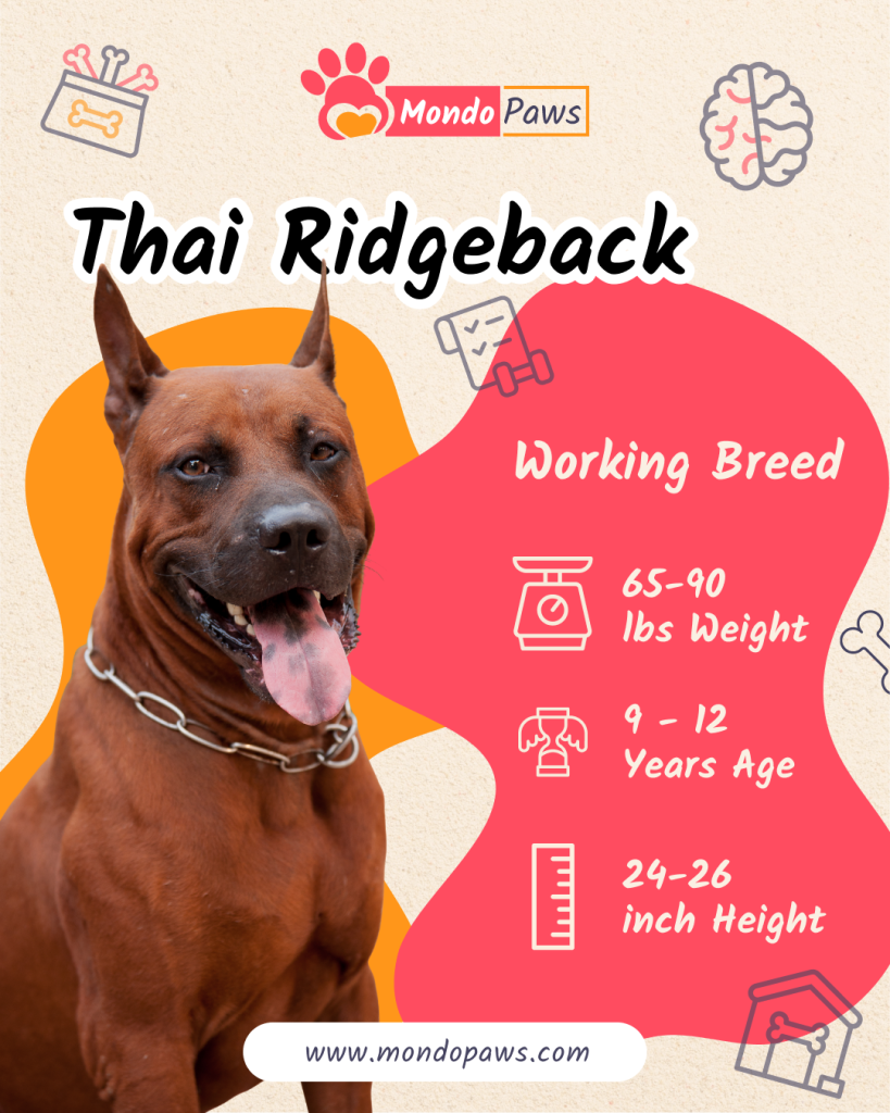 Thai Ridgeback Infographics