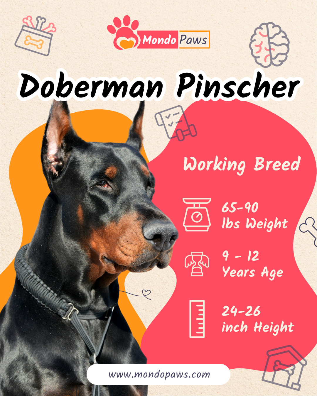Doberman Pinscher Dog Breed infographics