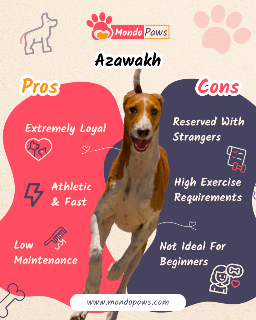 Azawakh breed pros and cons overview