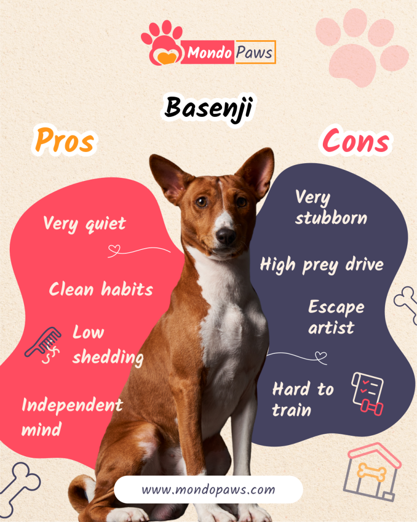 Basenji pros and cons comparison