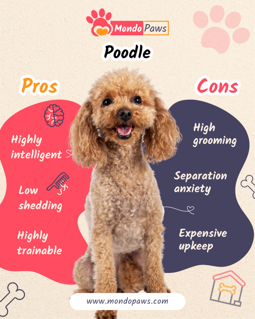 Poodle pros and cons comparison