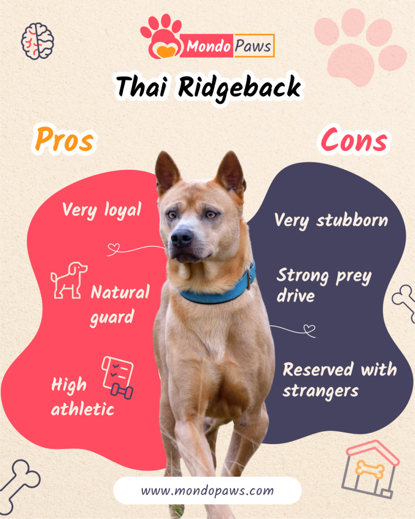 Thai Ridgeback pros and cons comparison