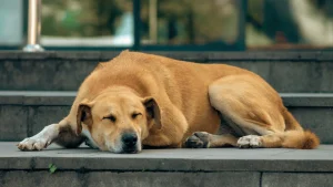 Why Do Dogs Become Lazy