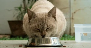 Cat Food Calculator