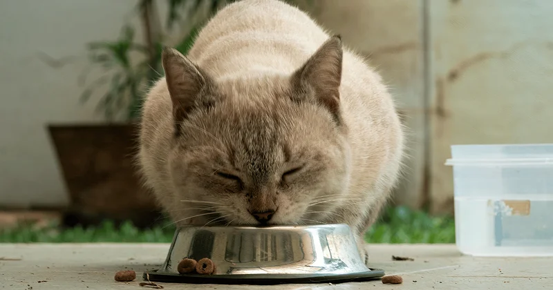 Cat Food Calculator