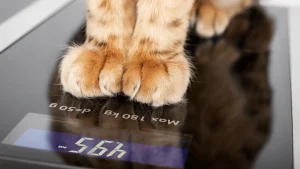 Cat weight calculator