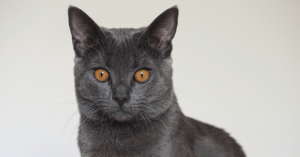 Chartreux french blue cat