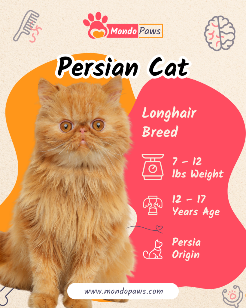 Persian Cat Bio Infographics