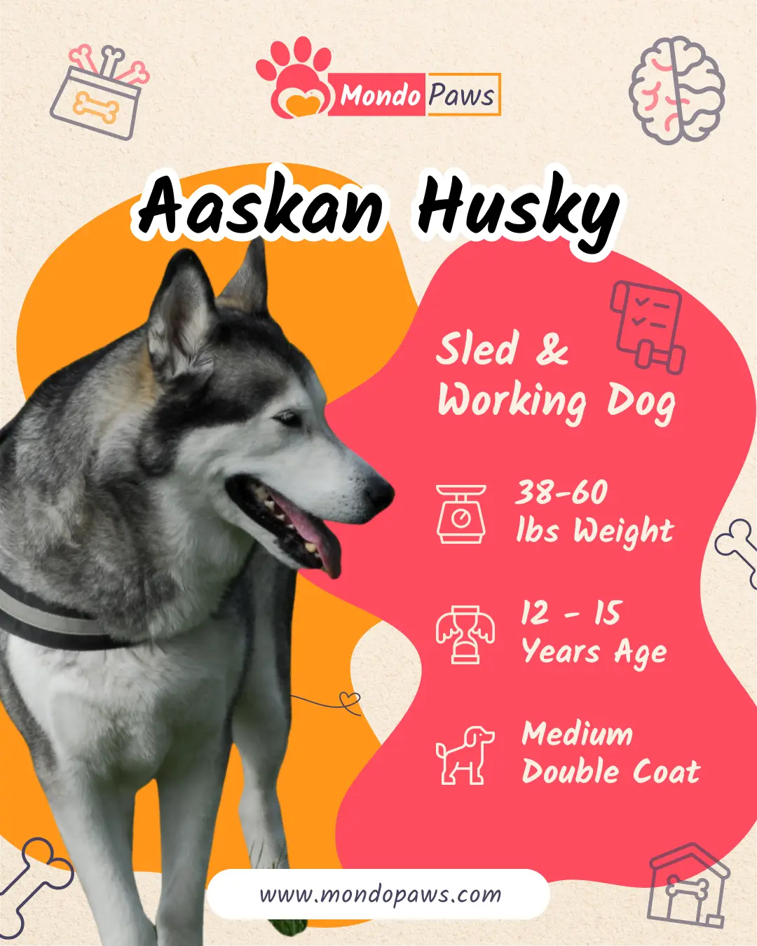Alaskan Husky working sled dog breed infographic