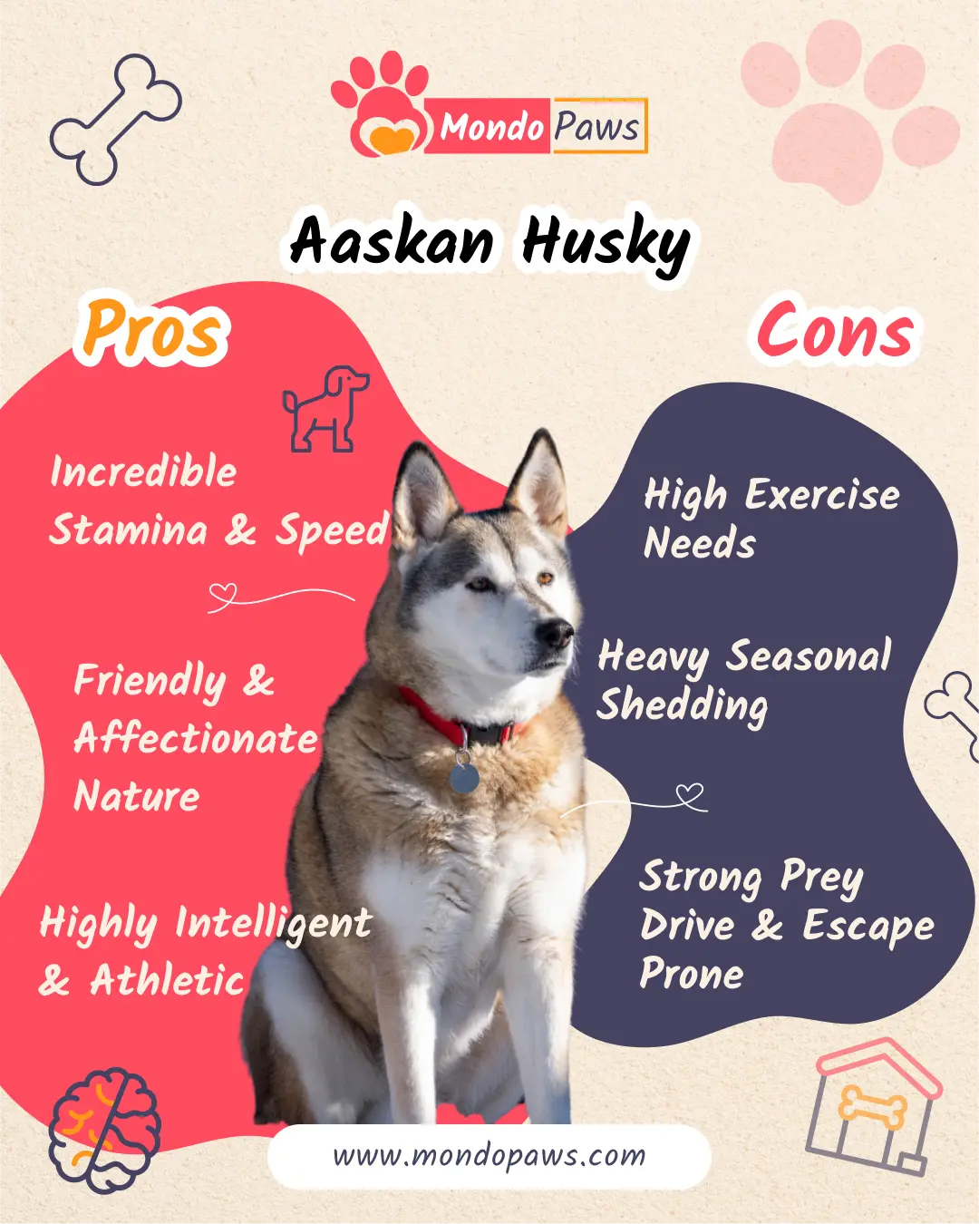 Alaskan Husky pros and cons working sled dog infographic