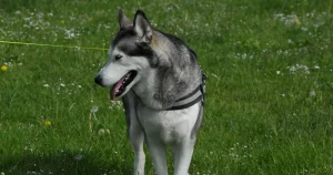 Alaskan Husky feature image