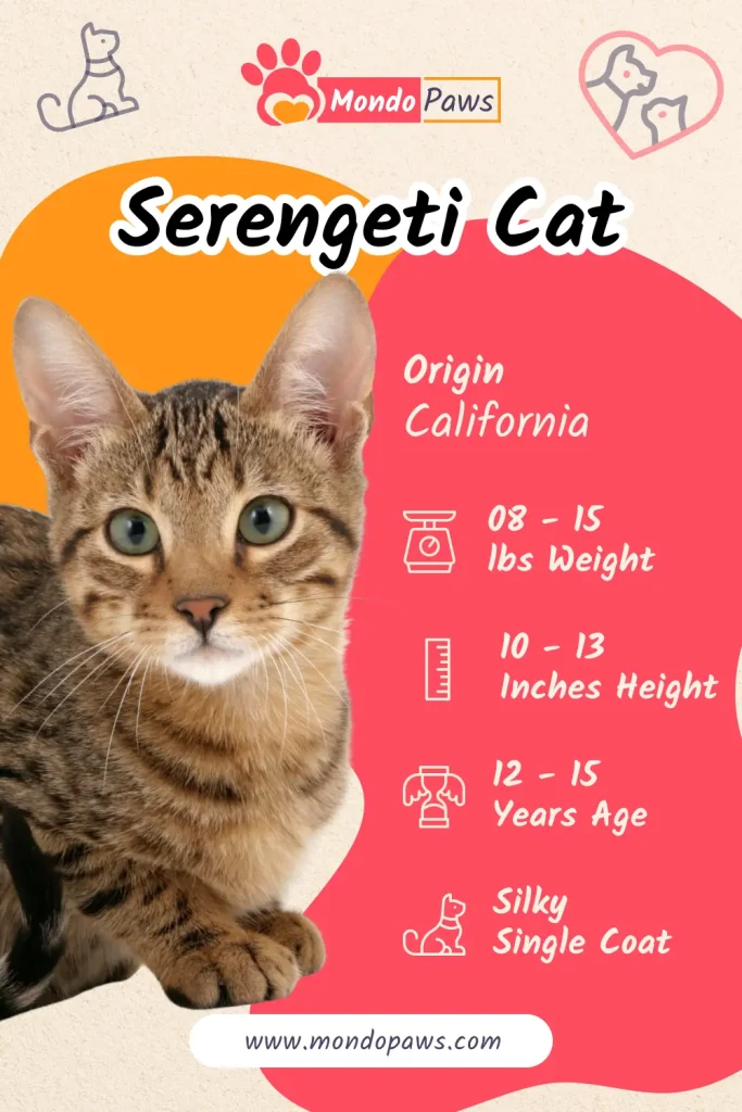 Serengeti Cats informational infographics