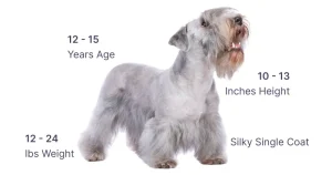 Cesky Terrier Traits