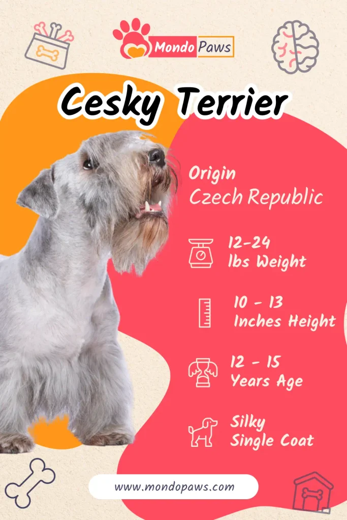 Cesky Terrier Bio Infographics