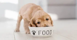 dog calorie calculator