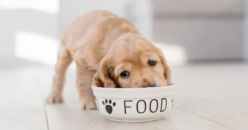 dog calorie calculator