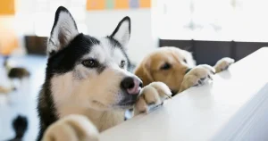 "Why do dogs lean on you?" feature image
