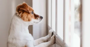 Dog missing his owner