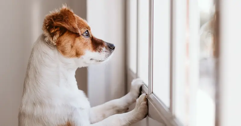 Do dogs miss their owners?