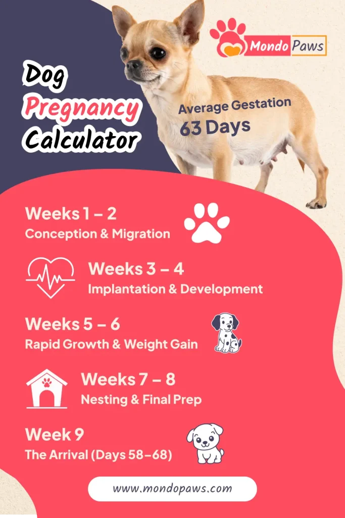 Dog Pregnancy Calculator infographic showing gestation timeline, due date window, and labor warning signs