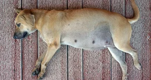 Pregnant Dog
