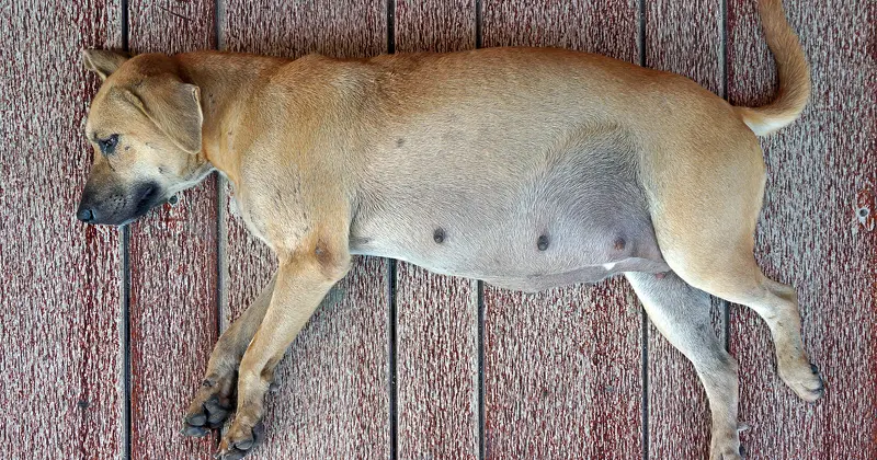 Pregnant Dog