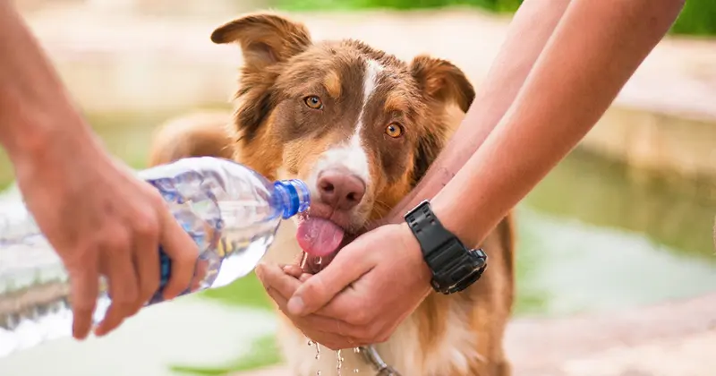 Water Intake Calculator for Dogs