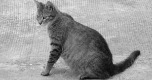 Pregnant Cat
