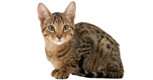 Serengeti Cats Traits