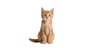 Cat Age Calculator Feature Image
