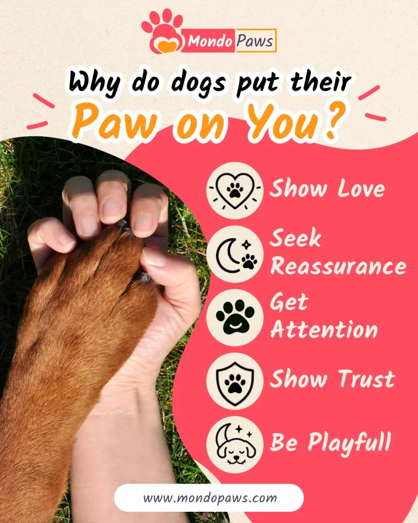Dog resting its paw on its owner's hand
