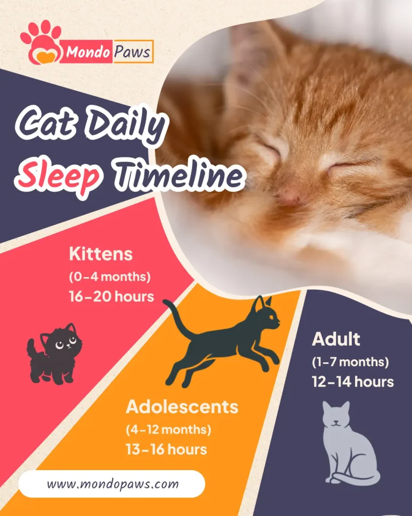 Cat Sleep Calculator infographic showing daily sleep hours by age, light versus deep sleep, and warning signs