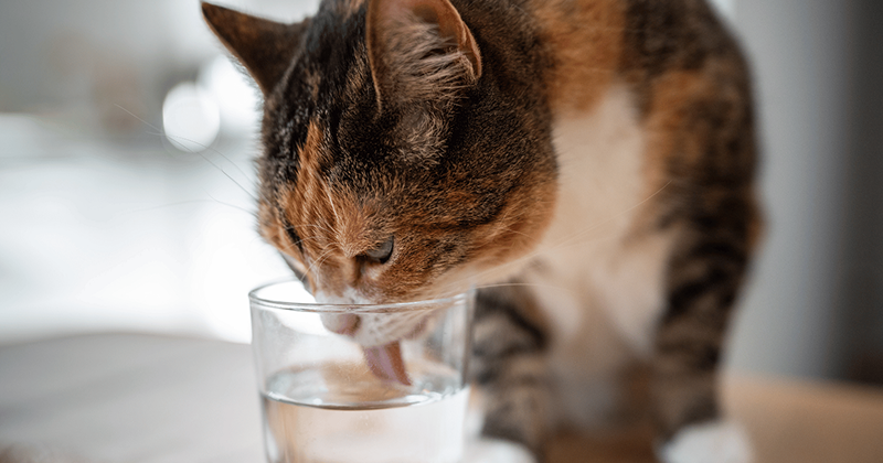 Cat drinking water