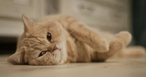 Cat home alone